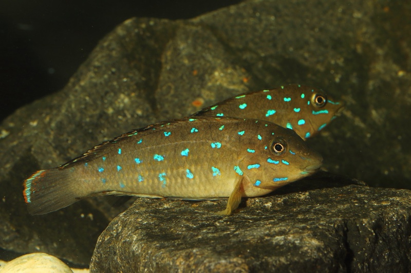 Tanganicodus sp. 'kavalla' Kibige Island
